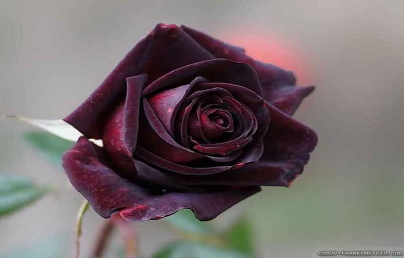Dark Red Rose — Purple, Dramatic, Photograph