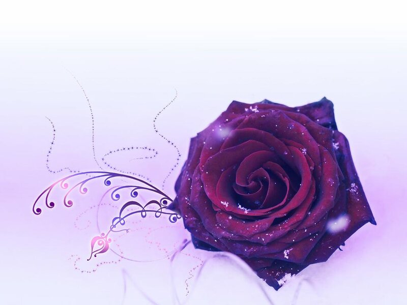 Dark Red Rose — Purple, Dreamy