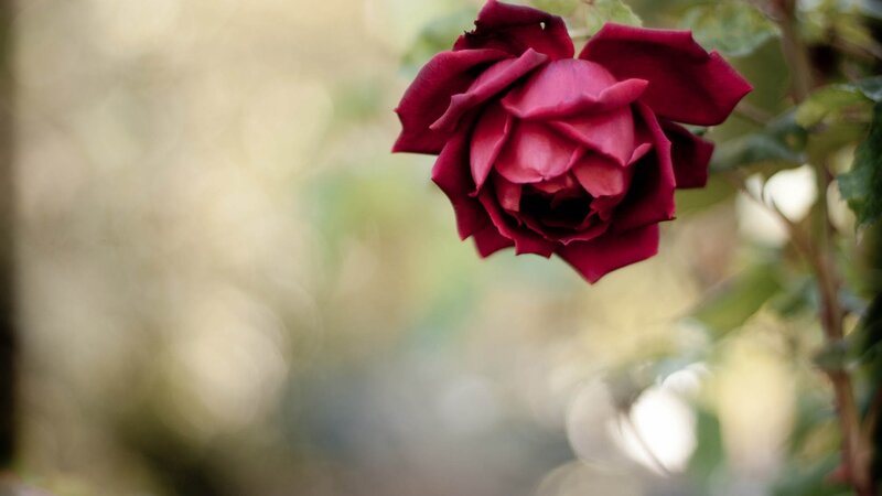 Dark Red Rose — Serene, Afternoon, Photograph, Flower