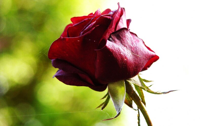 Dark Red Rose — Serene, Afternoon, Photograph, Green Leaves