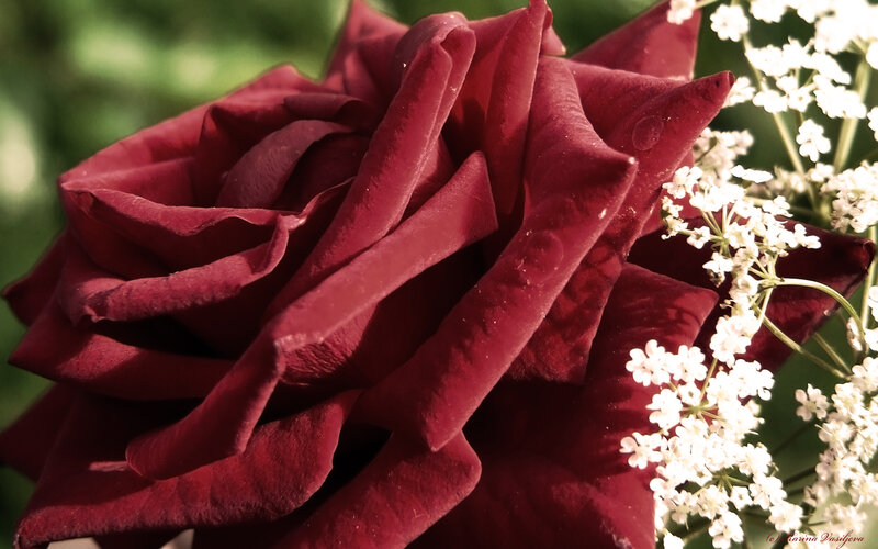 Dark Red Rose — Serene, Afternoon, Photograph, White Flowers
