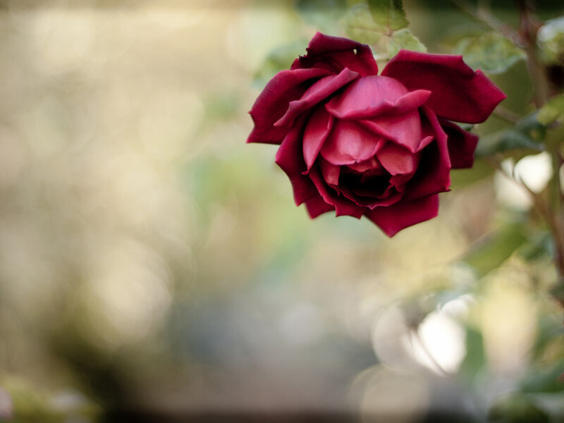 Dark Red Rose — Serene, Afternoon