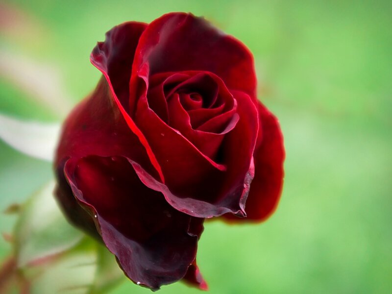 Dark Red Rose — Serene, Photograph, Green Leaves, Green Background