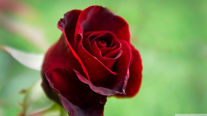 Dark Red Rose — Serene, Photograph