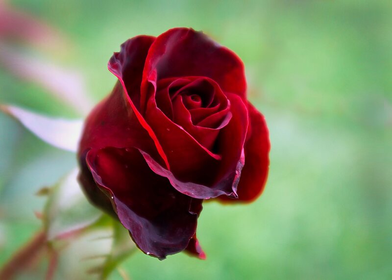 Dark Red Rose — Serene
