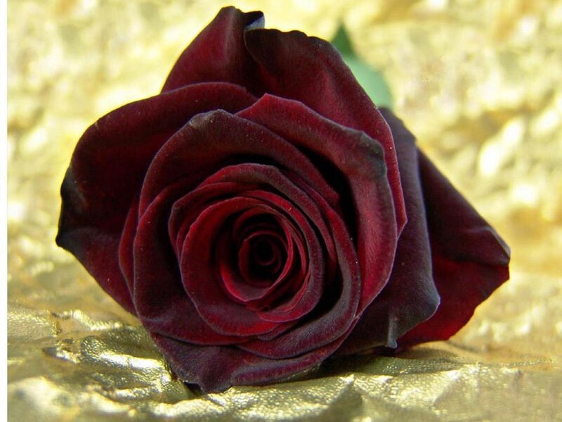 Dark Red Rose