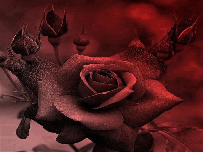 Dark Red Rose with Buds