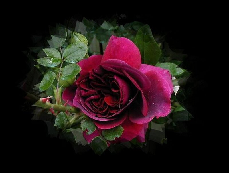 dark red rose with dew
