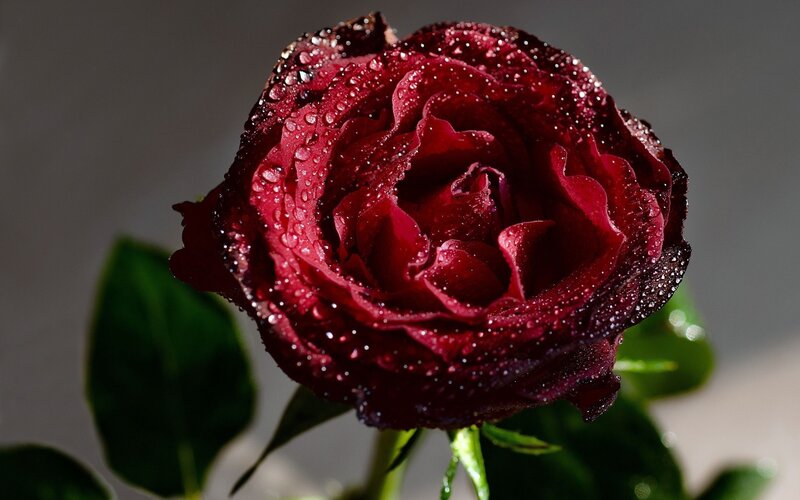 Dark Red Rose with Dew — Dramatic, Photograph, Dew Drops, Green Leaves