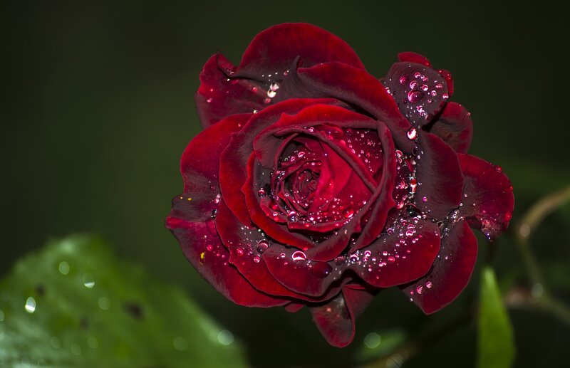 Dark Red Rose with Dew — Dramatic, Photograph, Dew Drops