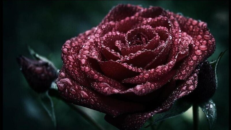 Dark Red Rose with Dew — Dramatic, Photograph