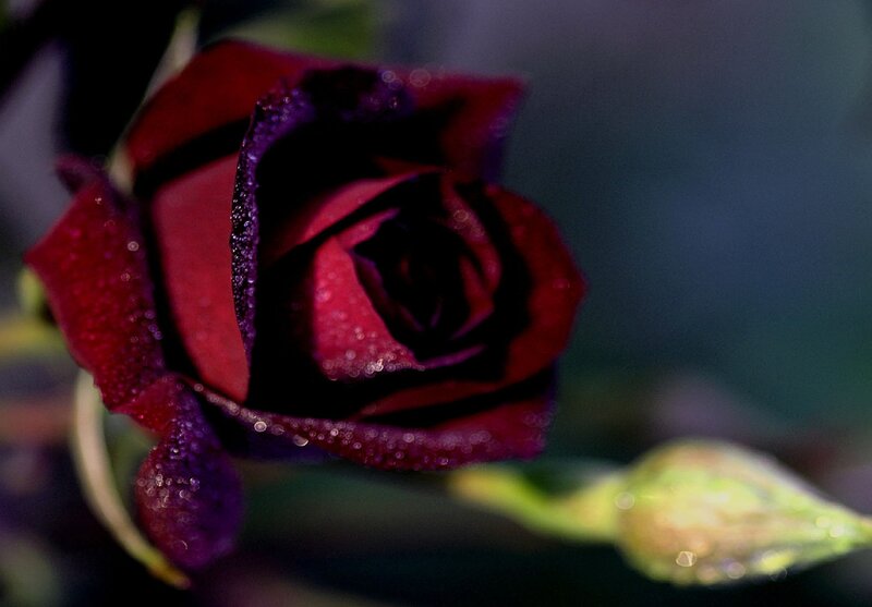 Dark Red Rose with Dew — Moody, Night