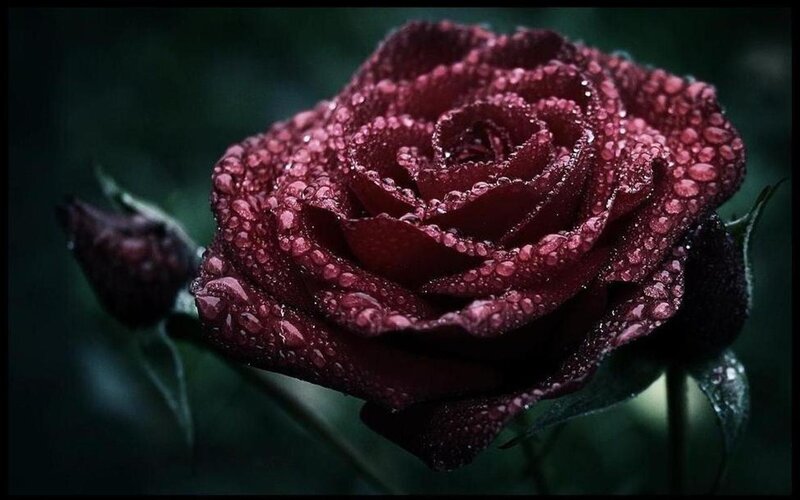 Dark Red Rose with Dew — Moody