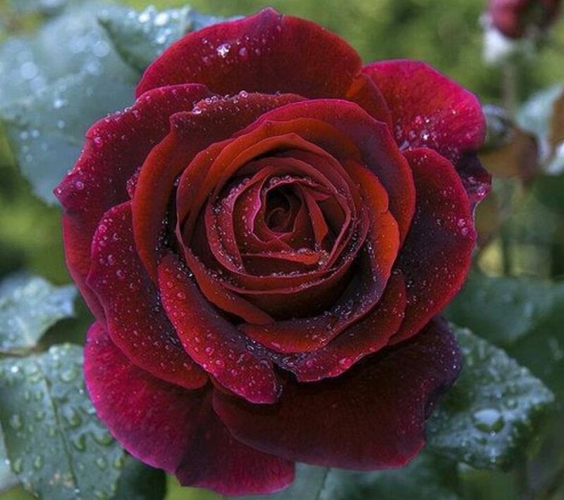 Dark Red Rose with Dew — Serene, Morning, Photograph