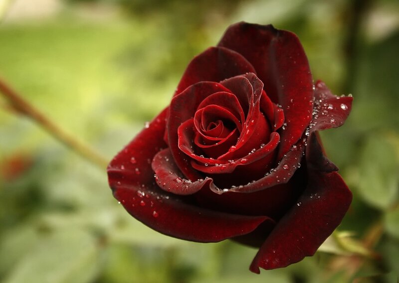 Dark Red Rose with Dew — Serene, Morning