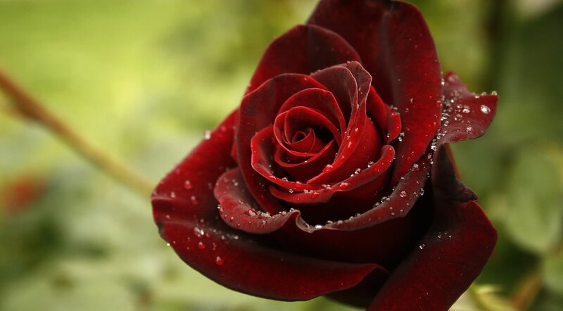 Dark Red Rose with Dew — Serene