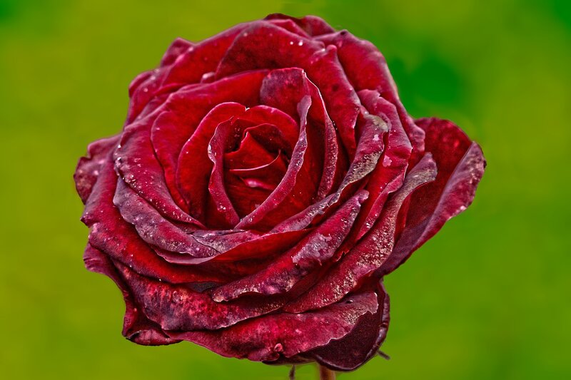 dark red rose with dew