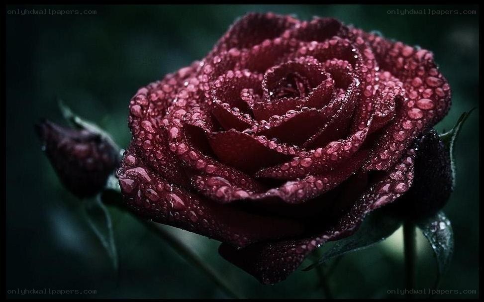 dark red rose with dewdrops