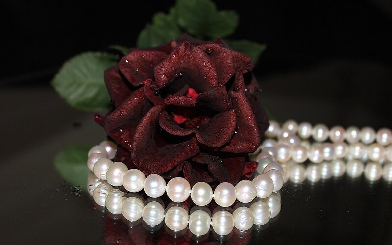 Dark Red Rose with Pearls — Black
