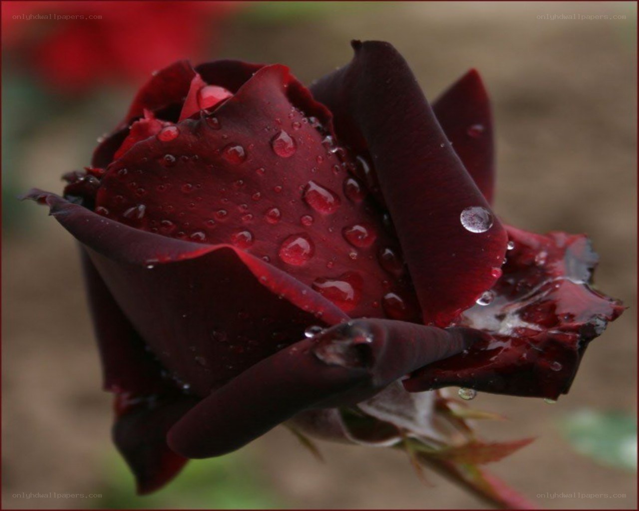 dark red rose with water droplets