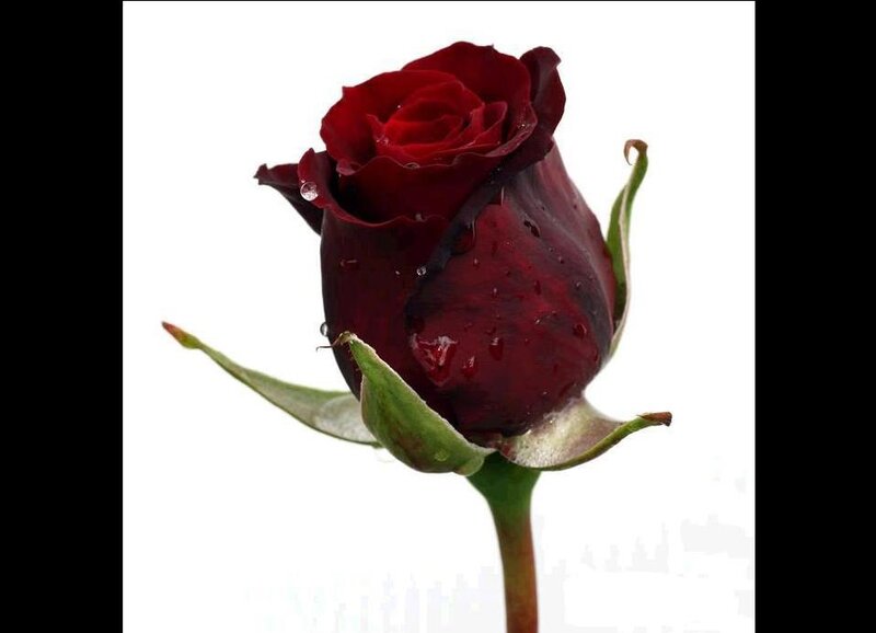 dark red rose with water droplets