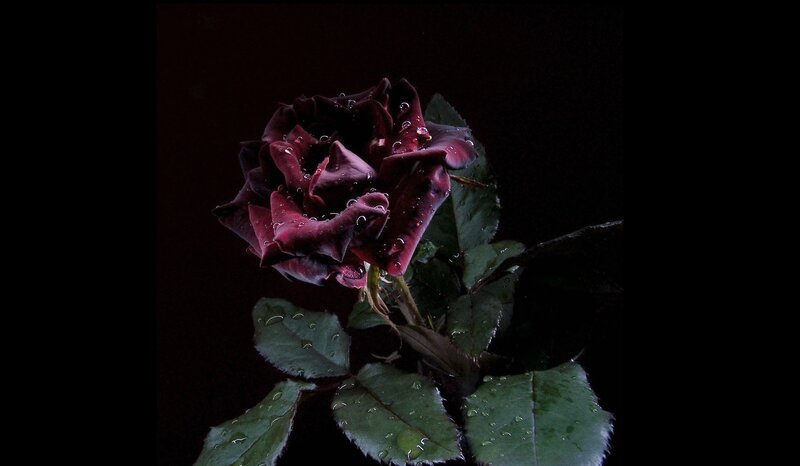 Dark Red Rose with Water Droplets — Black