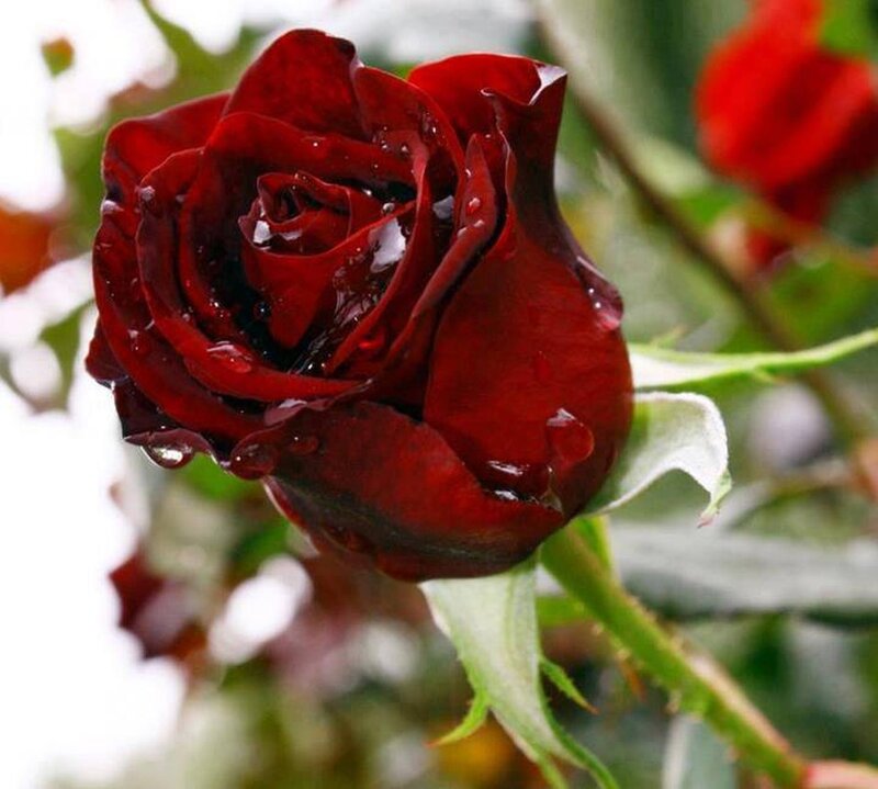 Dark Red Rose with Water Droplets — Calm
