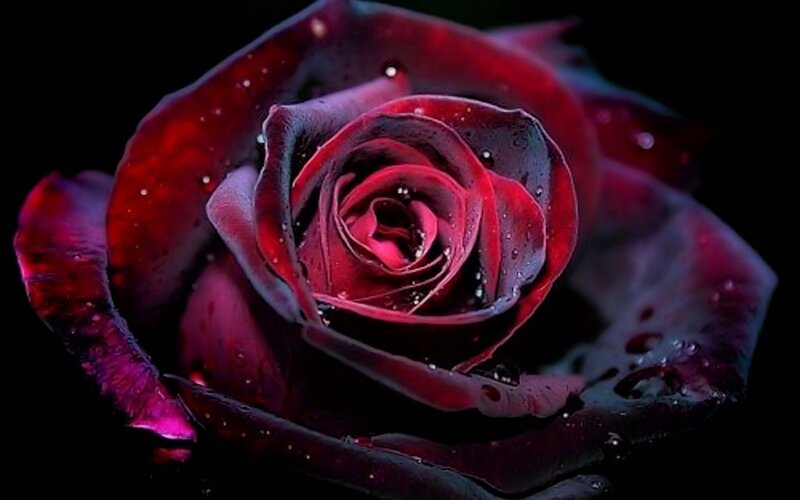 Dark Red Rose with Water Droplets — Dramatic, Night