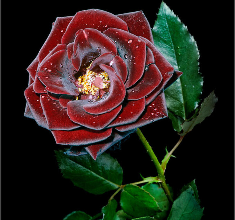 Dark Red Rose with Water Droplets — Dramatic, Photograph, Green Leaves