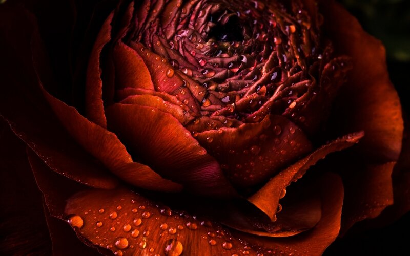 Dark Red Rose with Water Droplets — Dramatic, Photograph