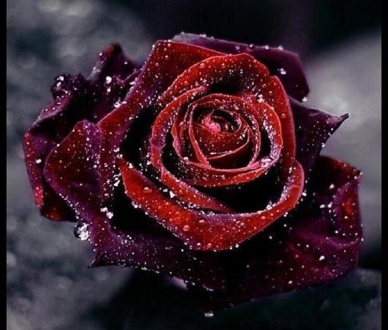 Dark Red Rose with Water Droplets — Dramatic, Photograph, Water Droplets, Black