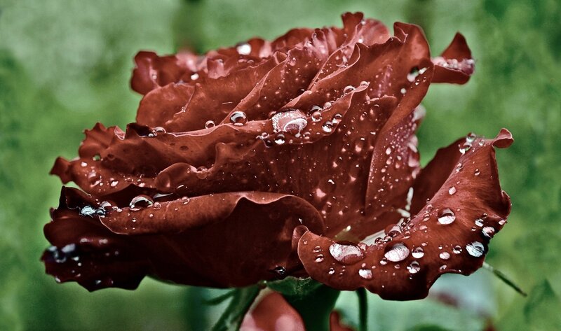Dark Red Rose with Water Droplets — Dramatic, Photograph, Water Droplets, Green Background