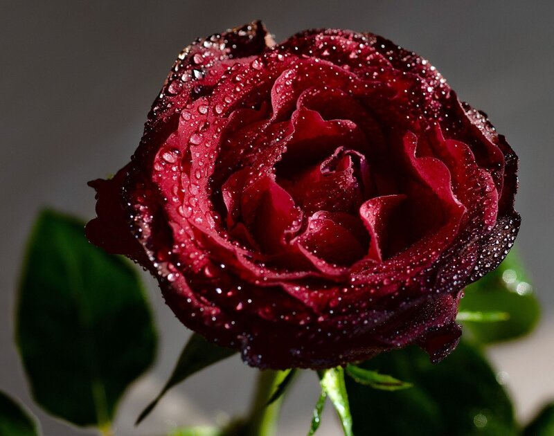 Dark Red Rose with Water Droplets — Dramatic, Photograph, Water Droplets, Green Leaves