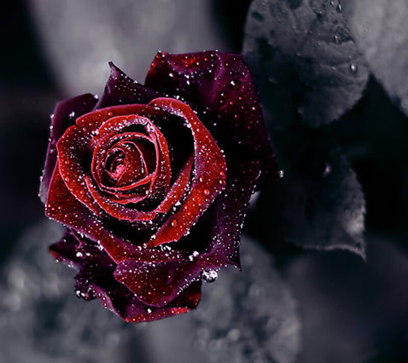 Dark Red Rose with Water Droplets — Dramatic, Photograph, Water Droplets, Leaf
