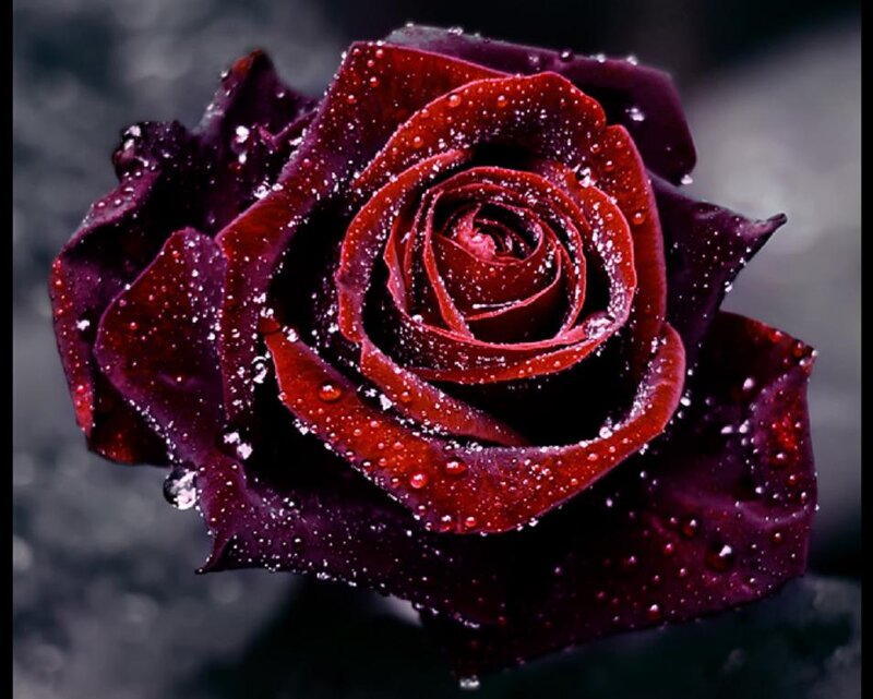 Dark Red Rose with Water Droplets — Dramatic, Photograph, Water Droplets
