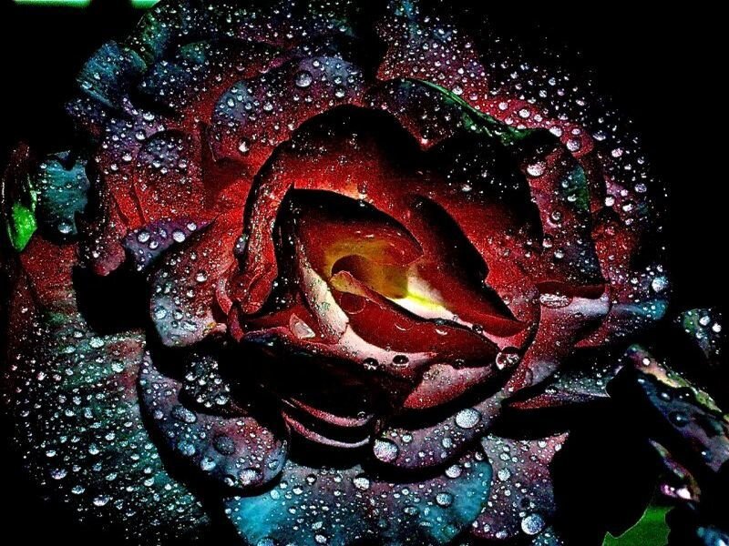 Dark Red Rose with Water Droplets — Dramatic