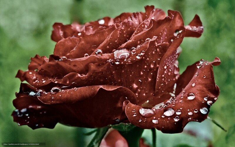Dark Red Rose with Water Droplets — Moist