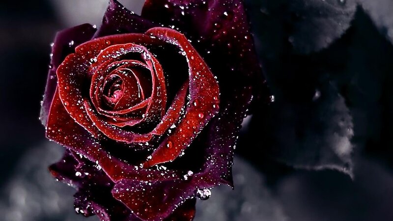 Dark Red Rose with Water Droplets — Photograph