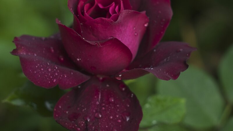 Dark Red Rose with Water Droplets — Purple, Serene, Photograph