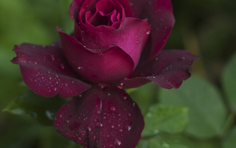 Dark Red Rose with Water Droplets — Purple, Serene