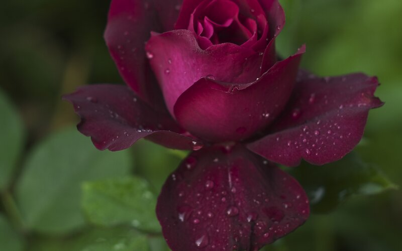 Dark Red Rose with Water Droplets — Purple