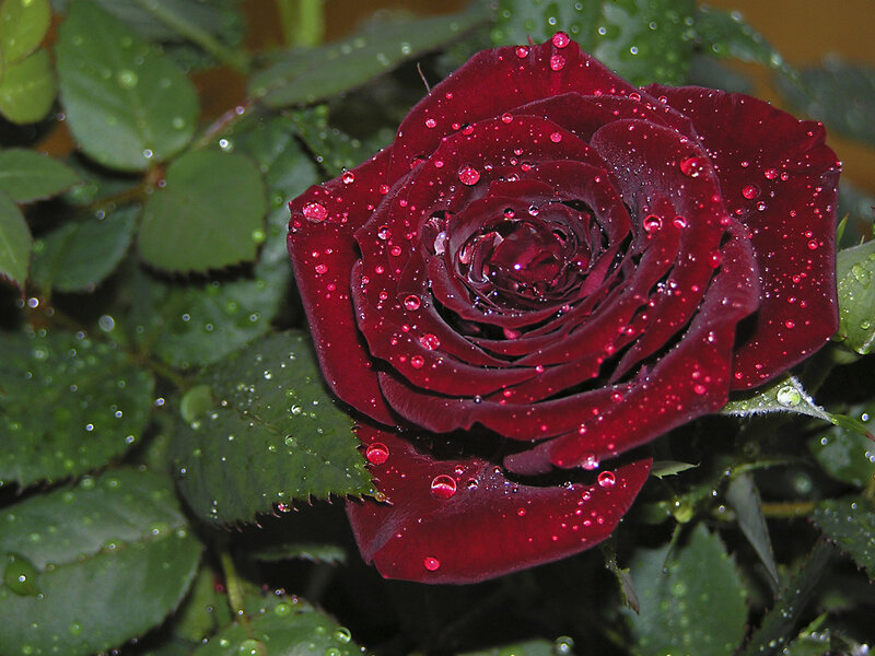 Dark Red Rose with Water Droplets — Serene, Photograph, Green Leaves