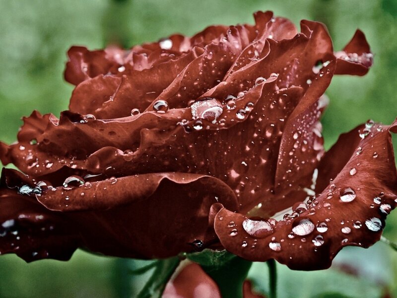 Dark Red Rose with Water Droplets — Serene, Photograph
