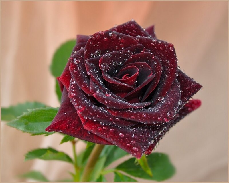 Dark Red Rose with Water Droplets — Serene