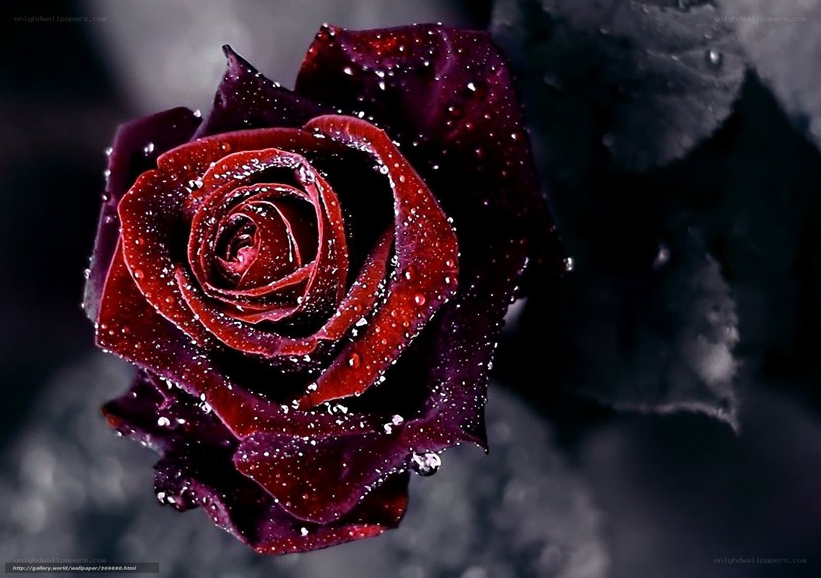 dark red rose with water droplets