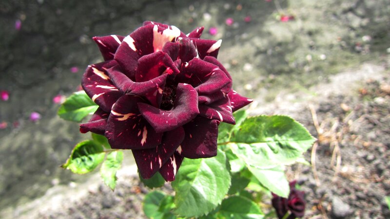 Dark Red Rose with White Stripes