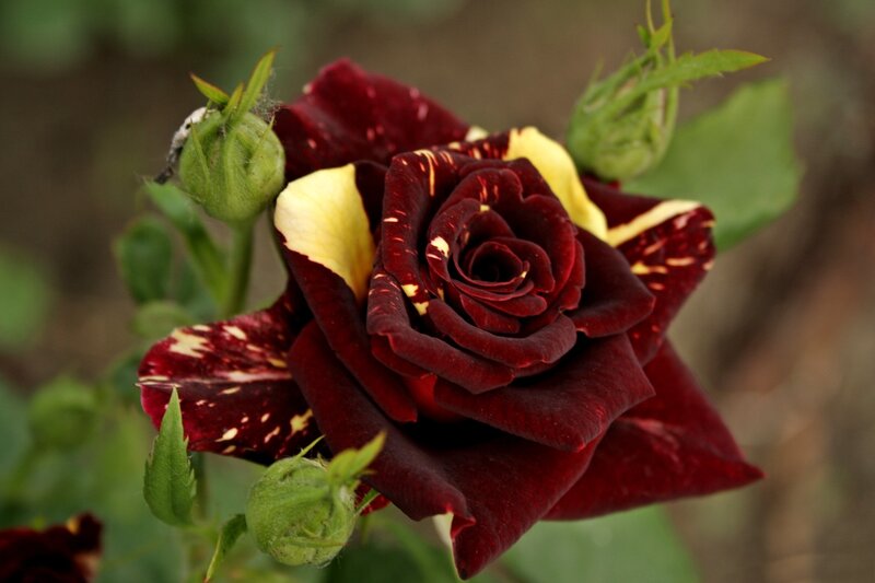 Dark Red Rose with Yellow Edges
