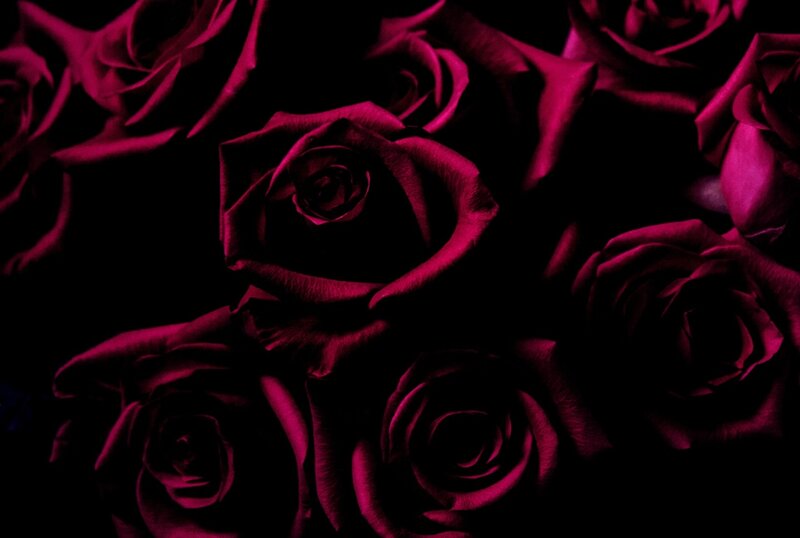 Dark Red Roses — Black