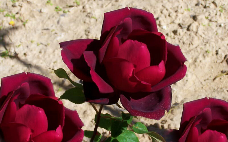 Dark Red Roses — Calm