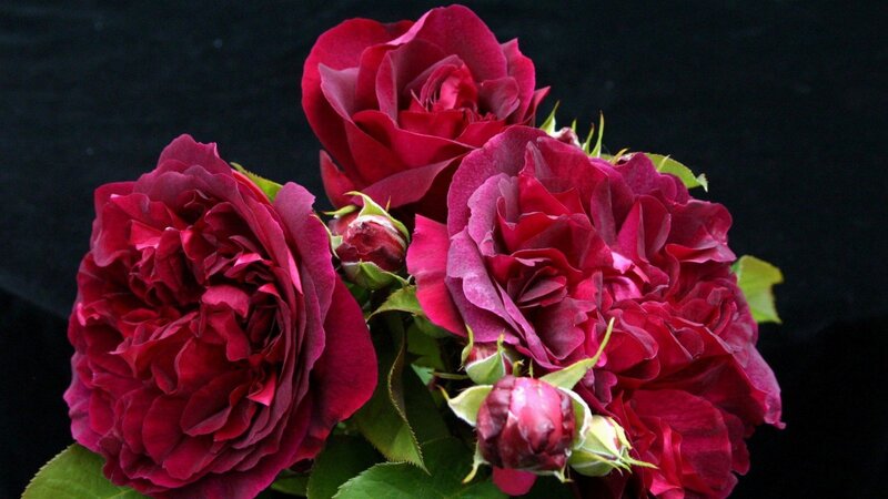 Dark Red Roses — Dramatic, Photograph, Buds